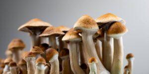 Psilocybin ("magic") mushrooms.