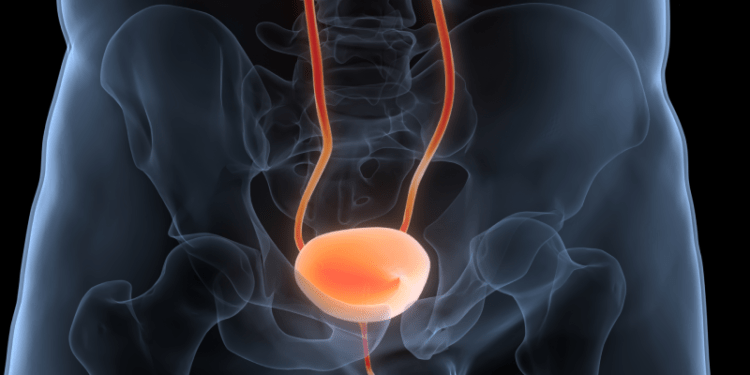 Study: Cannabinoids Can Reduce the Viability of Human Bladder Cancer Cells