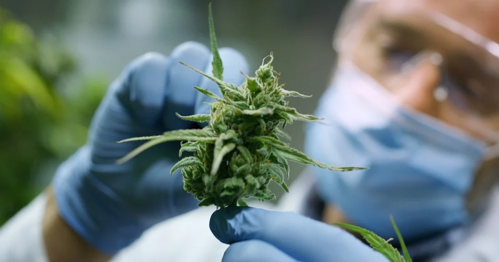 Center for Medical Cannabis Research