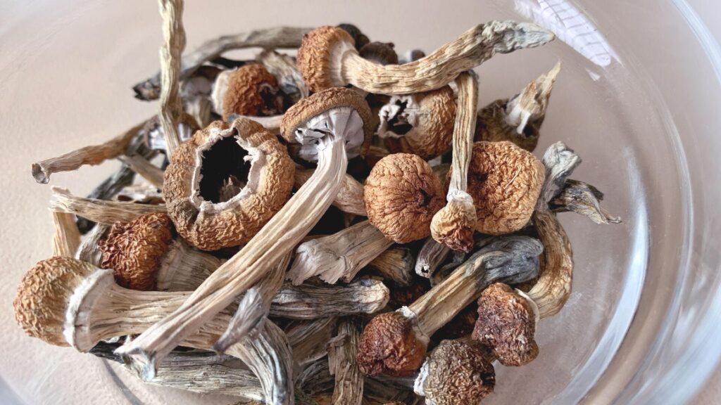 Psilocybin mushrooms (aka "magic mushrooms").