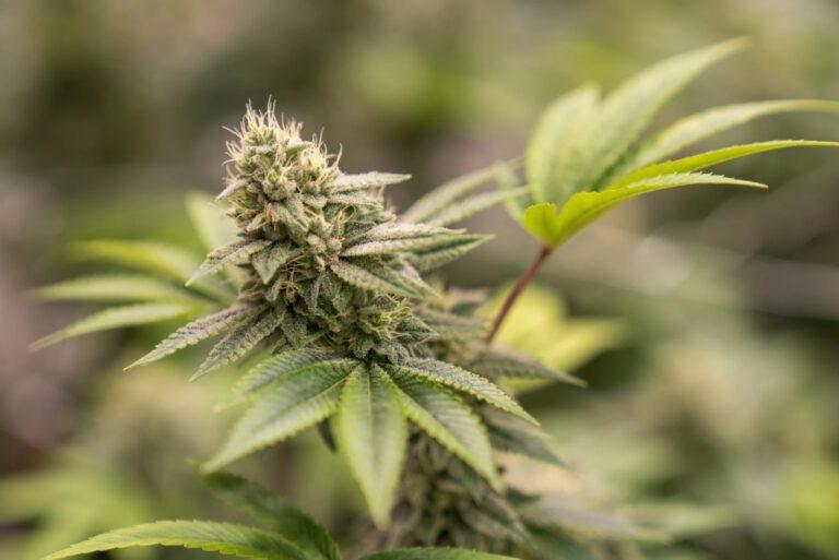 Oregon Voters Approve Marijuana Union Initiative