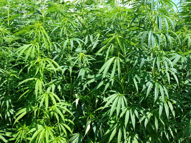 US House Amendment to Federal Farm Bill Would Ban Hemp With Any THC