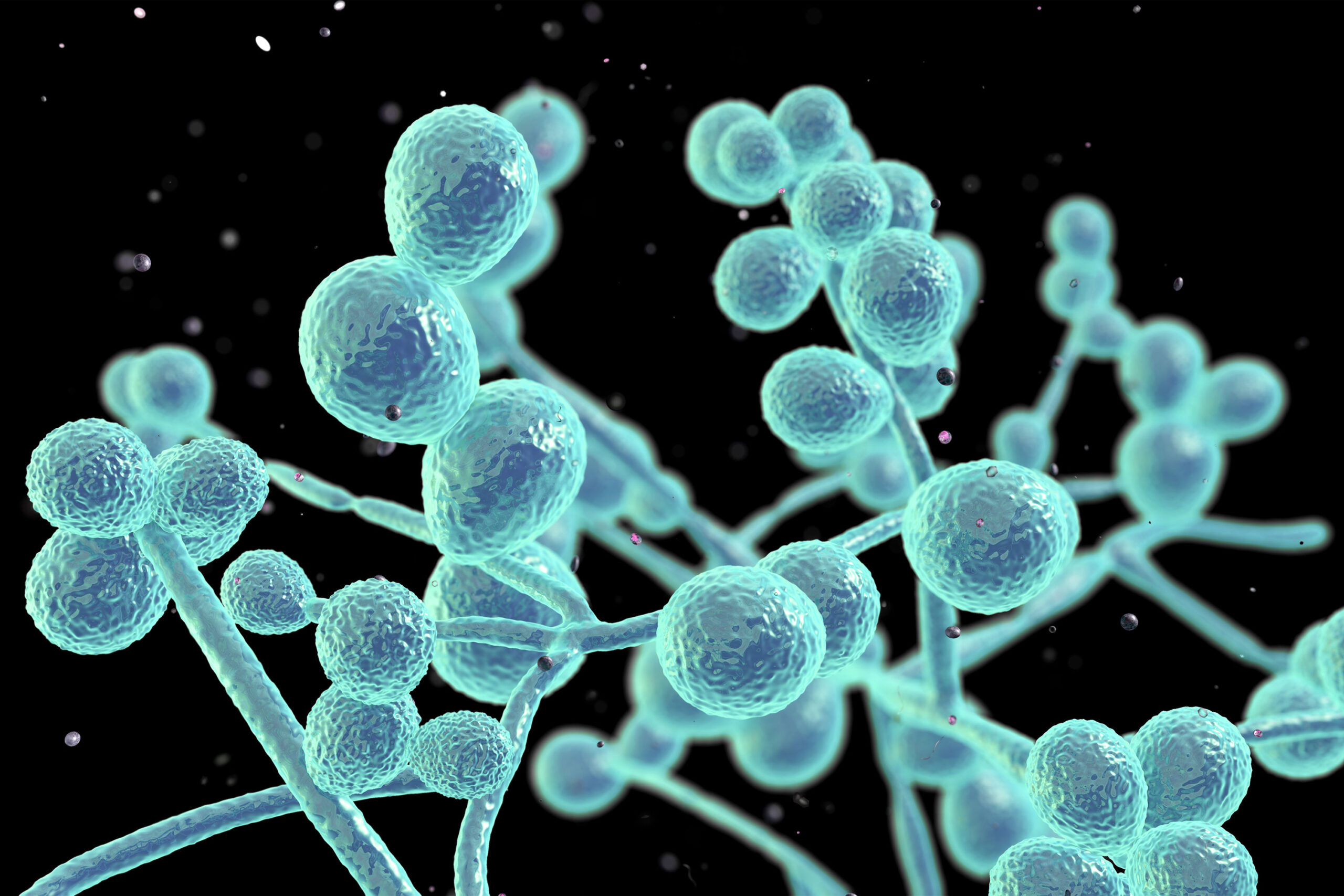 Candida Albicans.