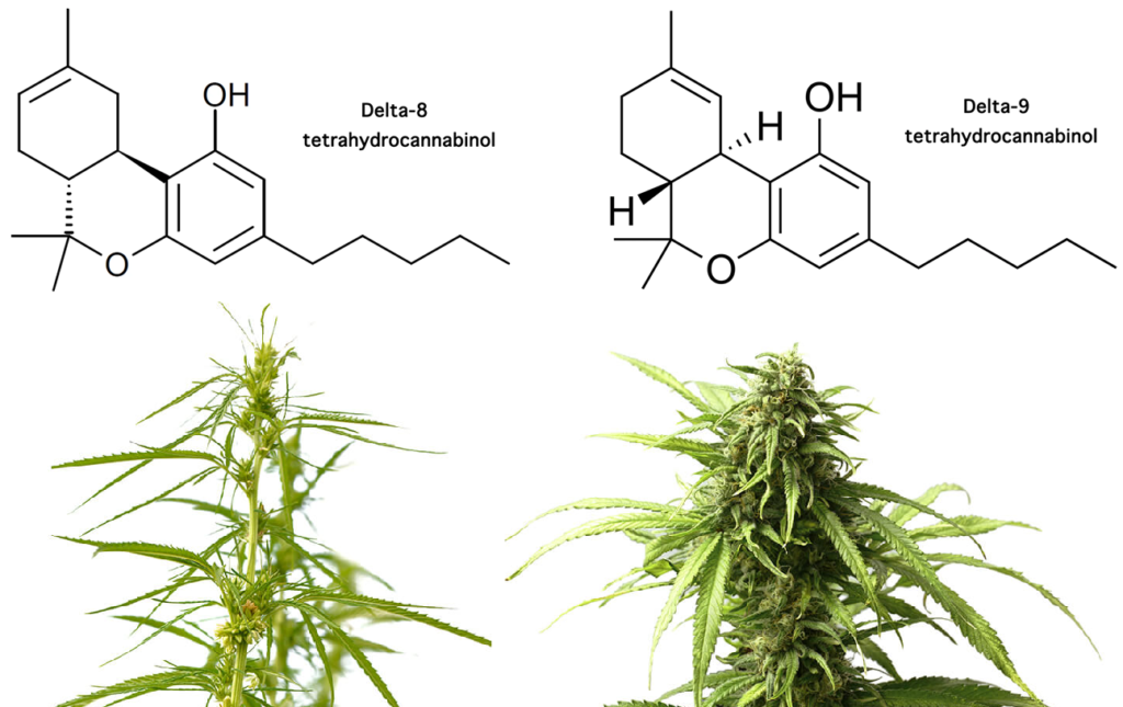 delta-8 thc and delta-9 thc