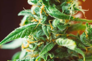 Study Finds THC Reduces Brain Inflammation and Oxidative Damage Caused by High-Fructose Diet