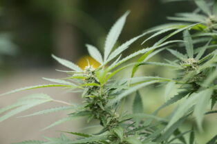 Smart Approaches to Marijuana and Affiliate Report $310,000 in Federal Lobbying Through September, T...