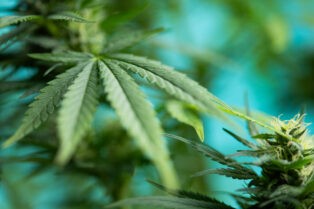 New York Court Upholds Marijuana Tracking Requirements, Dismisses Separate Enforcement Lawsuit