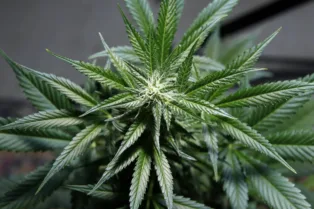 Study Finds CBD and THC Reduce Oxygen Deprivation Following Seizures in Rats