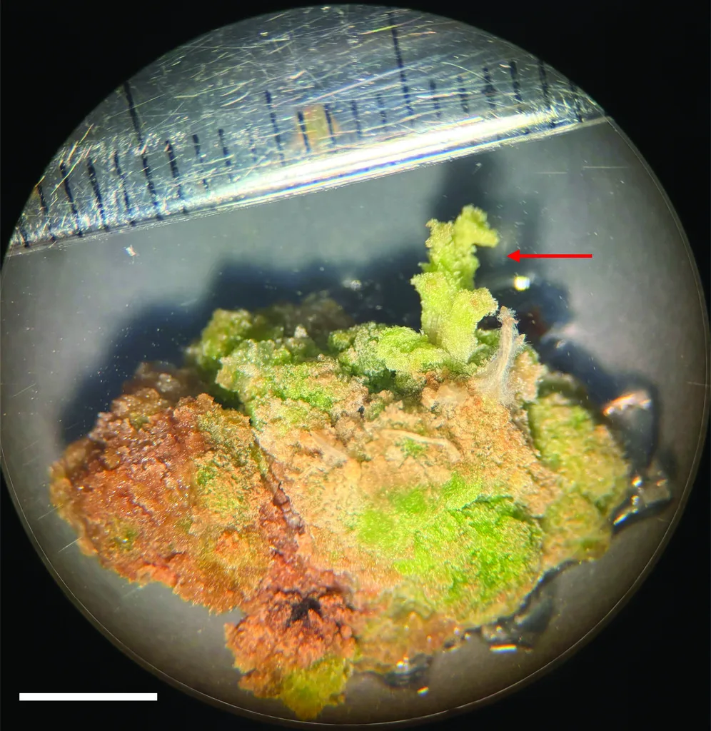 Study Reports First Successful Callus Induction From Cannabis Anthers
