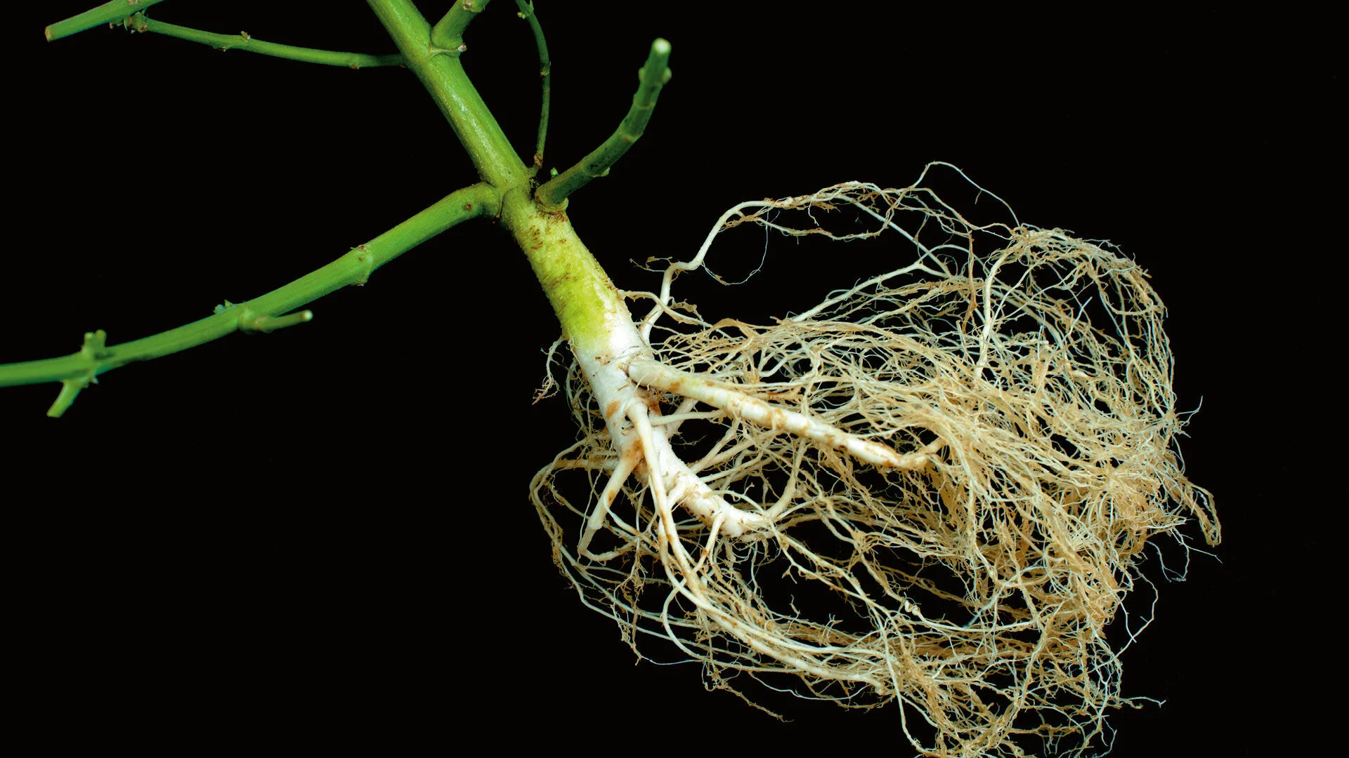 Review Highlights Potential Anti-Inflammatory, Antioxidant and Pain-Relieving Properties of Cannabis Roots