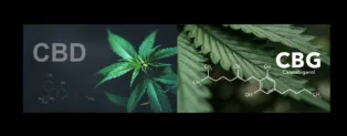 Study Finds CBD and CBG Protect Brain Cells From Toxic Damage, Identifies Key Receptor Behind Effect...