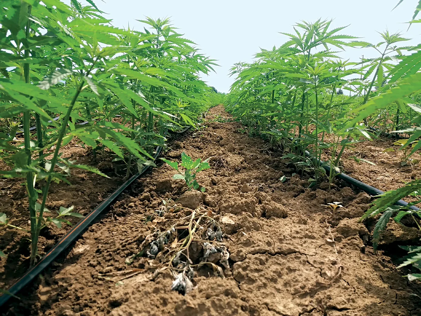 Alaska Legislature Sends Industrial Hemp Reform Bill to Governor