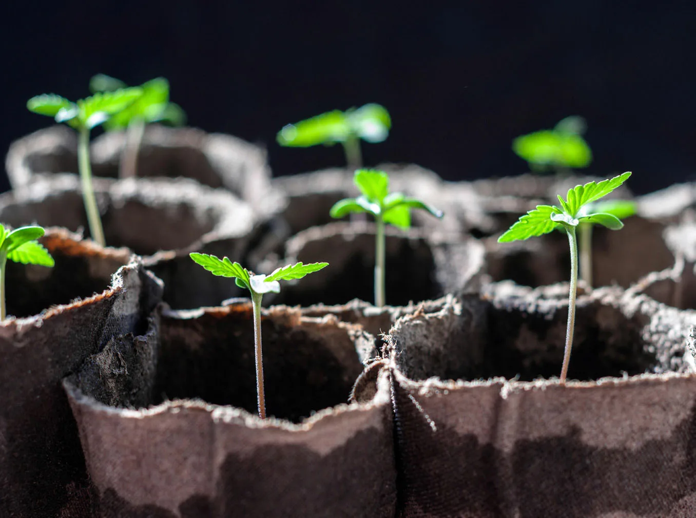 Maine Regulators Will Allow Outdoor-Only Medical Marijuana Caregivers to Keep Seedlings Through Winter Despite Gap in State Law