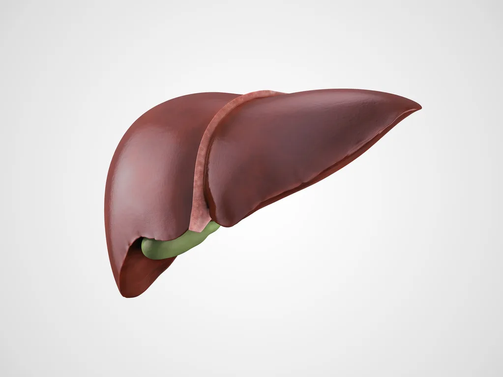 Study: Activating Cannabinoid Receptor Reduces Iron Overload-Induced Liver Damage