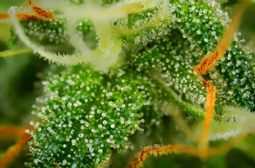 Study Finds THC-Positive Patients With Depression Had No Increased Risk of Psychiatric Readmission or Longer Hospital Stay