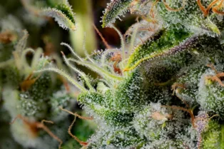 Brain Cancer Patient Regains Ability to Walk While Using Cannabinoids and Terpenes, Case Report Find...
