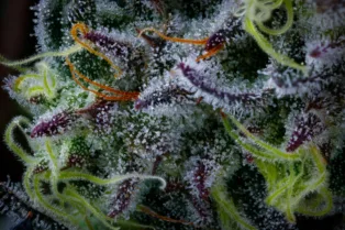 400+ Cannabis Studies Published in 2026