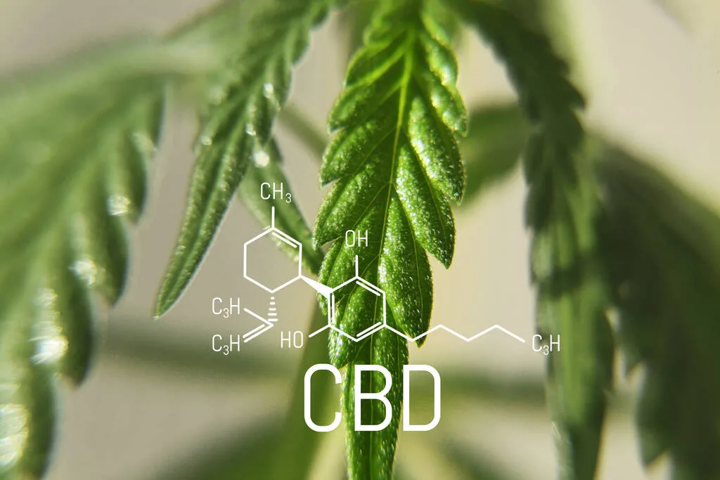 Study Finds CBD Delayed Seizures by 16 Days in Animal Model of Rare Fatal Childhood Brain Disease