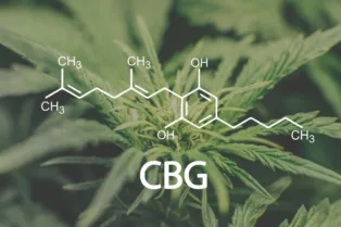 30 CBG Studies Published in 2026 Examine Cancer, Pain, Brain Health, Inflammation and More