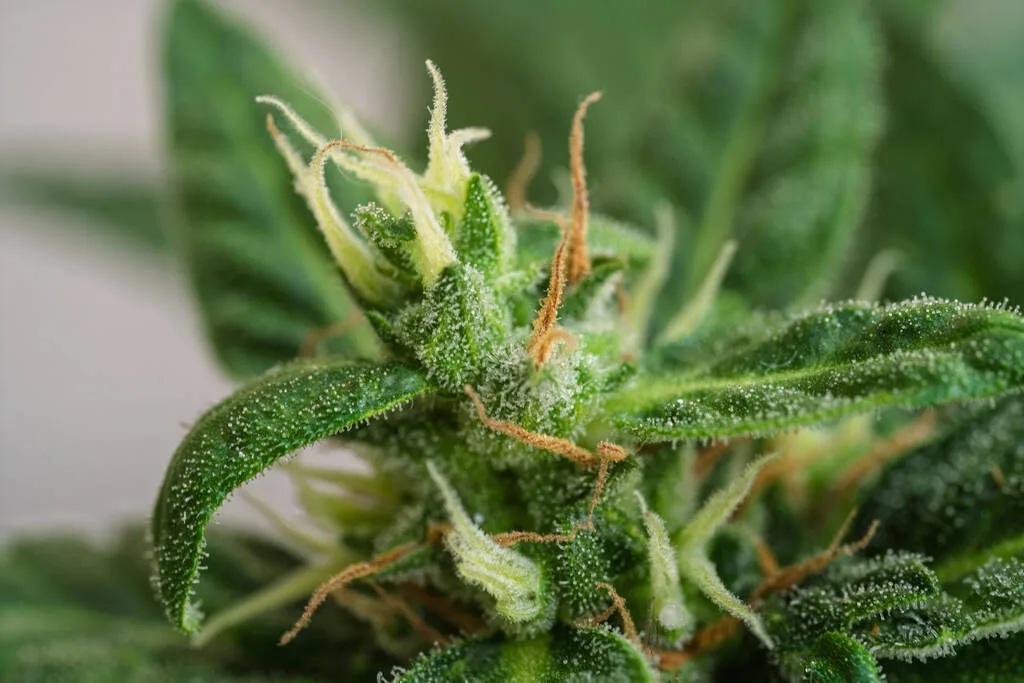 Florida Medical Marijuana Program Tops 940,000 Patients for First Time, Reaches Record 778 Dispensaries