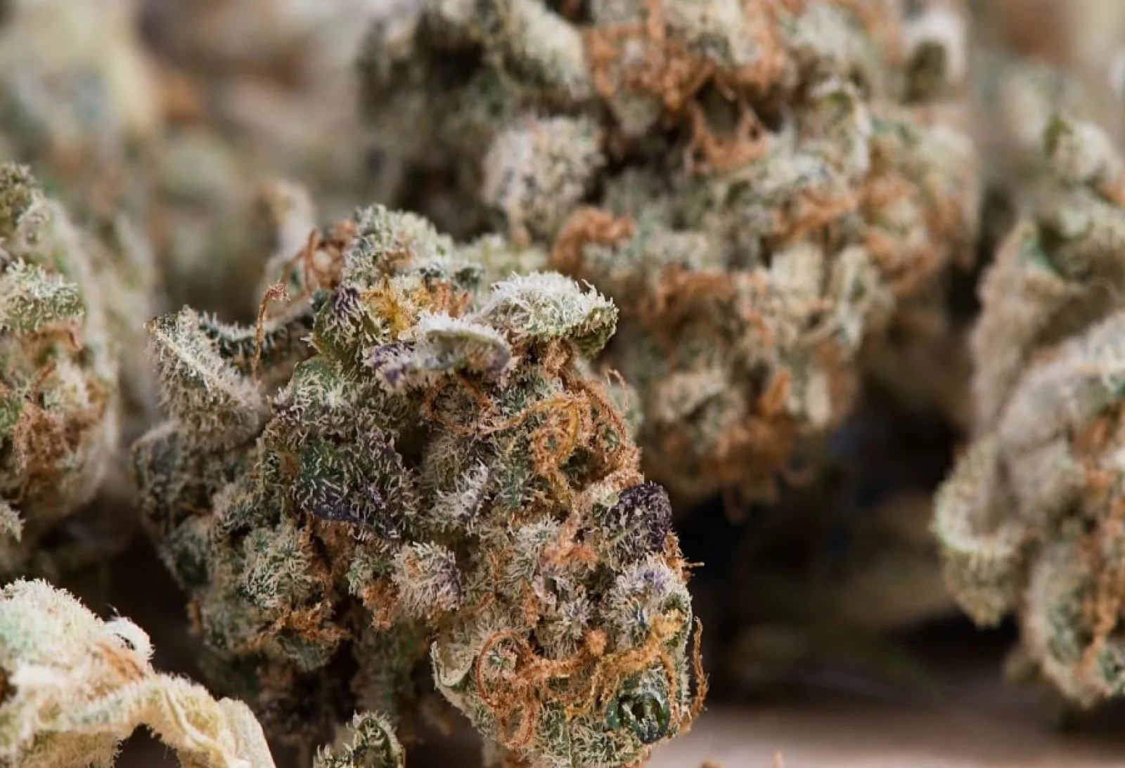 Report: Netherlands Regulated Marijuana Experiment Brings Lower Prices and More Product Variety Without Increasing Use