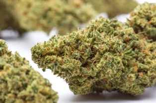 Marijuana Law and Regulatory Changes Taking Effect October 1 in Connecticut, Maryland, California an...