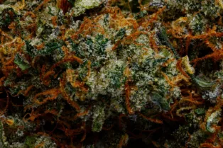 Scientific Review Finds Indica, Sativa and Hybrid Labels Are Unreliable Predictors of Marijuana's Ef...