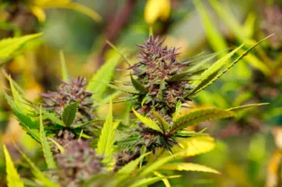 New Poll Finds 63% of North Carolinians Support Recreational Marijuana Legalization, Including Major...