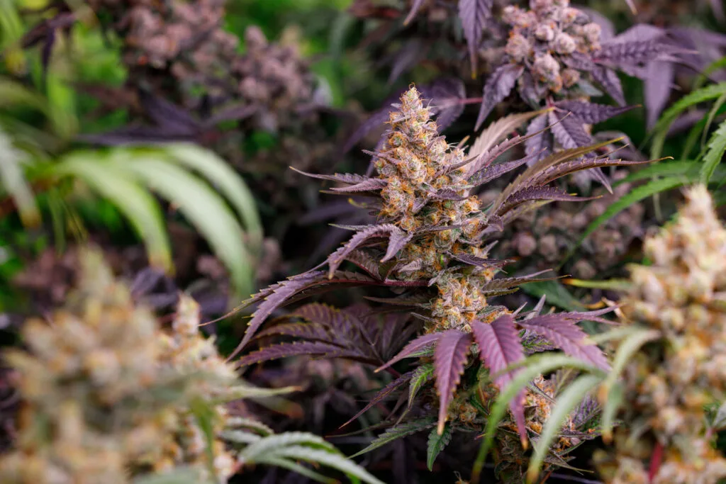 Study of 3,744 Medical Marijuana Patients Finds Significant Improvements in Chronic Pain, Sleep and Quality of Life Over Two Years