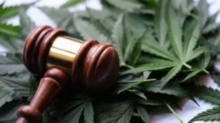 Federal Appeals Court Denies Police Officer Immunity in Marijuana DUI Arrest Case Despite Negative D...