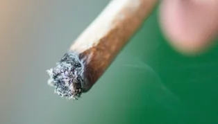 Study Finds Marijuana Ash Color Depends More on Burning Temperature Than Moisture or Plant Variety
