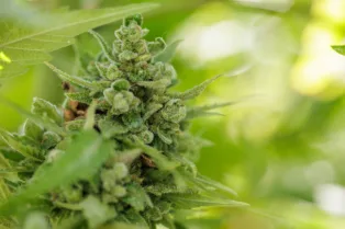 Massachusetts Marijuana Legalization and Repeal Campaigns Raise $5 Million, Spend $4.8 Million in 20...