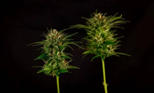 Florida Medical Marijuana Patients Have Purchased Over 172 Million Grams of Flower in 2026, Alongsid...