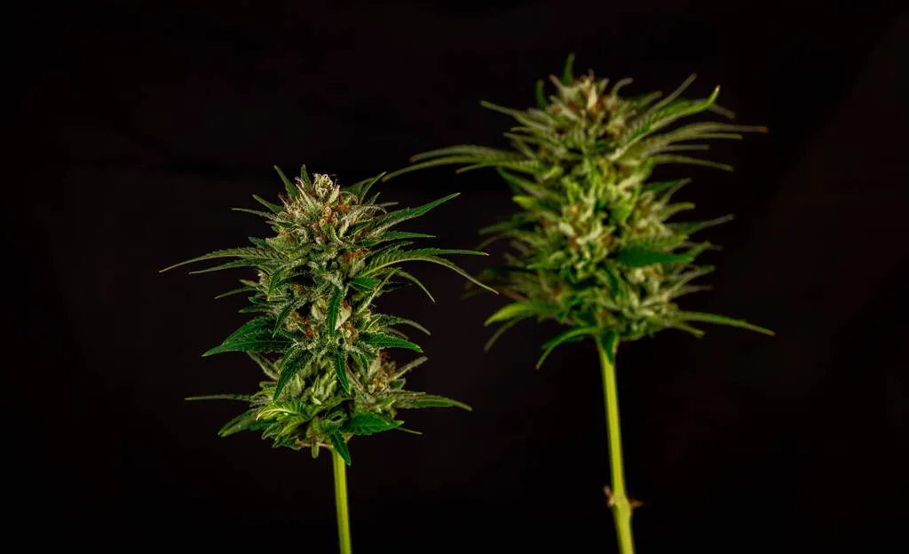 Florida Medical Marijuana Patients Have Purchased Over 172 Million Grams of Flower in 2026, Alongside 17.63 Billion Milligrams of THC