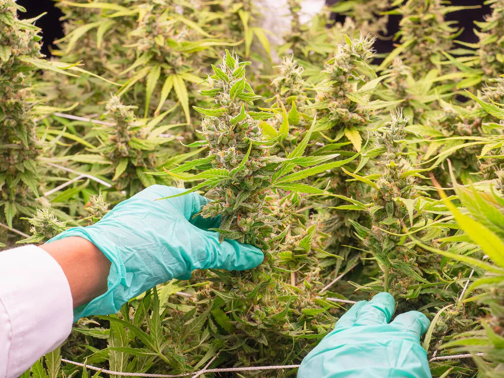 CBD and Marijuana Terpene Combination Improves Intestinal Barrier Measure by 125% in Cell Study Conducted by USDA Researchers