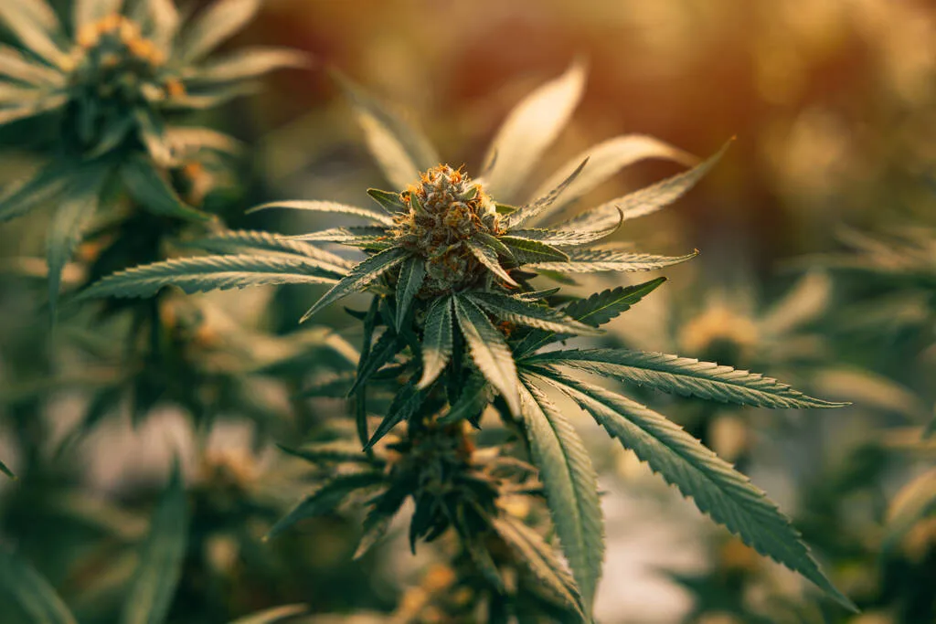 Worcester City Council Votes Unanimously to Oppose Massachusetts Ballot Initiative That Would Repeal Recreational Marijuana Sales