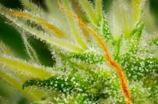 Study Finds CBD Reduces Methamphetamine-Related Brain Damage and Drug-Associated Behavior