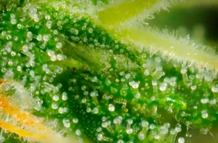 Study Finds Brain’s Natural Cannabinoid System Declines With Age, While Low-Dose THC May Help Counte...