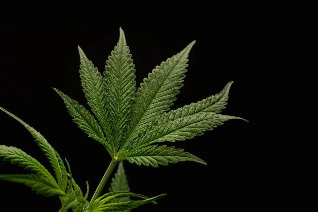 Missouri Study Finds 93% of Marijuana Spending Goes to Legal Market, Recommends Changes to Dispensary Licensing